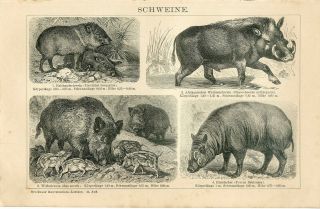 1894 Wild Boar Wild Pigs Desert Warthog Antique Engraving Print F.  Specht