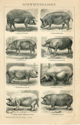 1894 Domestic Pigs Pig Breeds Antique Engraving Print