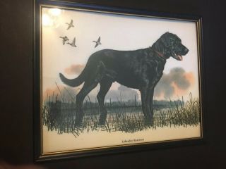 Labrador Retriever Framed Vintage Print 14 - 1/2 X 11 - 1/2 Inches