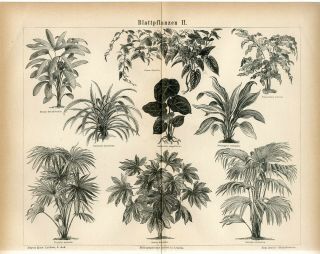 1876 Leaf Plants Decidous Plants Rubber Plants Palms Antique Engraving Print