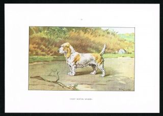 Petit Basset Griffon Vendeen Scenthound Dog,  Hare Hunting - 1960 Vintage Print