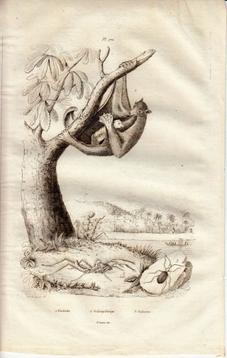 1834 Guerin Engraving Print Plate Natural History Philippine Flying Lemur
