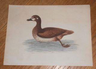 C1750 Antique Hand - Colored Print George Edwards Bird Engraving Little Brown Duck