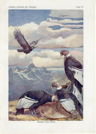 1900s Condor Birds Antique Litho Print O.  Schmeil