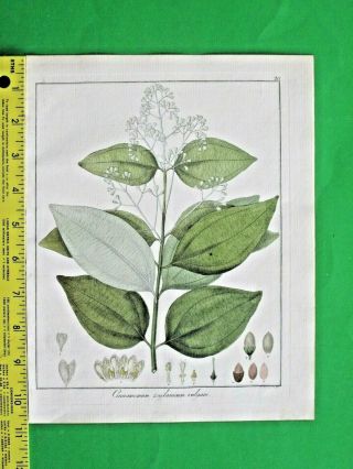 Hayne,  Getreue Darstellung,  Ceylon Cinnamon,  Cinnamomum Zeylanicum,  Handc.  Engra.  1833