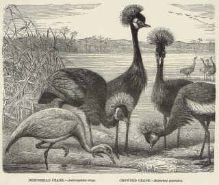 Demoiselle Crane & Crowned Crane - 1885 Natural History Page