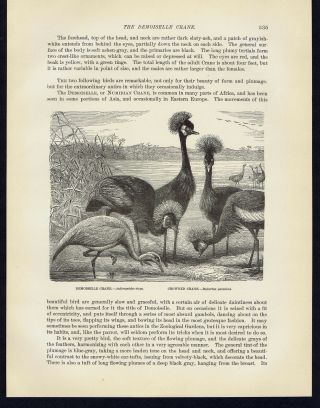 DEMOISELLE CRANE & CROWNED CRANE - 1885 Natural History Page 2