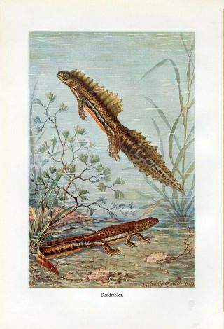 C1900 A.  Brehm Water Lizards Newt Antique Litho Print Jos.  Fleischmann