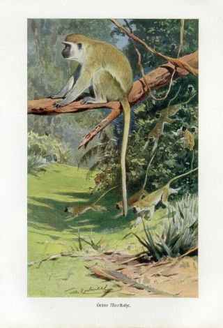 C1900 A.  Brehm Green Monkey Antique Litho Print