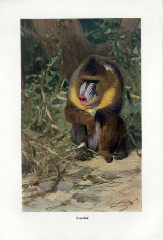 C1900 A.  Brehm Mandrill Monkey Antique Litho Print