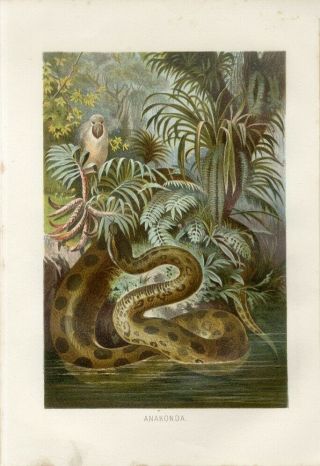 1890 A.  Brehm Anaconda Snake Shoebill Bird Antique Chromolithograph Print