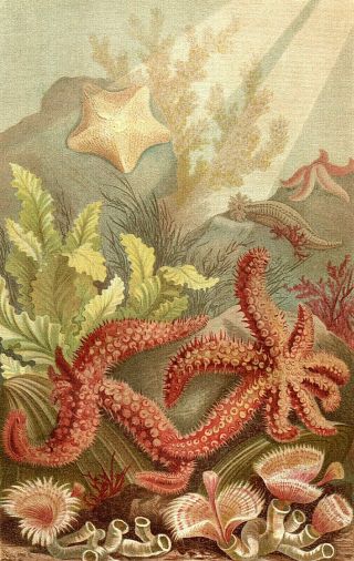 Seastarsea Sea Star Fish Starfish Ocean 1894 Vintage Chromolithograph