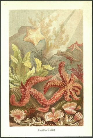 SEASTARSEA SEA STAR FISH STARFISH OCEAN 1894 vintage Chromolithograph 2