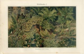 1895 Moss Lichen Fern Plants Antique Chromolithograph Print A.  Morin