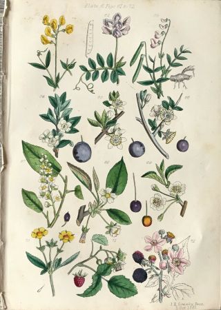 Botanical Print Antique,  Useful Plants,  1862,  Sowerby,  Wild Berries And Flowers