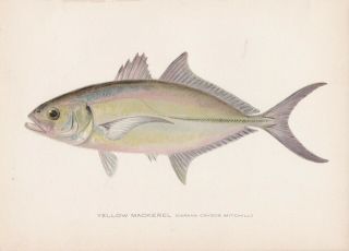 Antique Fish Print: Yellow Mackerel Or Blue Runner By S.  F.  Denton 1907