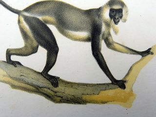 1860 Monkey - Fitzinger Fine Colour Lithograph Hand Finish