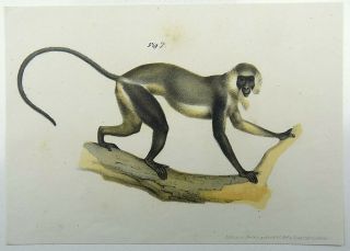 1860 Monkey - Fitzinger fine colour lithograph hand finish 2