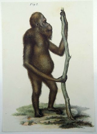 1860 Orangutan Ape - Fitzinger Fine Colour Lithograph Hand Finish