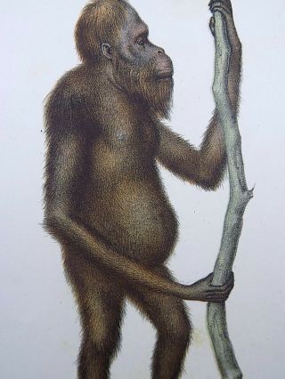 1860 Orangutan Ape - Fitzinger fine colour lithograph hand finish 2