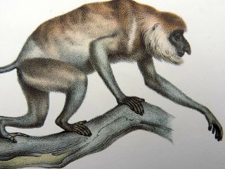 1860 Long Nosed Monkey - Fitzinger Fine Colour Lithograph Hand Finish