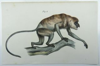 1860 Long Nosed Monkey - Fitzinger fine colour lithograph hand finish 2