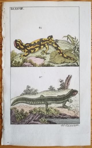 Wilhelm Handcolored Print Amphibian Salamander - 1800