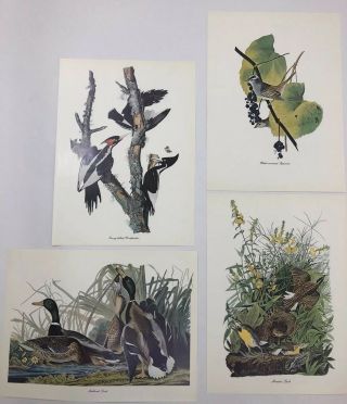Vintage Prints Ivory Billed Woodpecker Meadow Lark White Crowned Sparrow Mallard