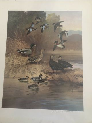 6 Vintage 1944 Lynn Bogue American Game Birds " 6 Wildlife Prints