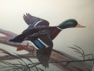 John A.  Ruthven " Mallard " Lithograph Rare Vintage Limited Edition Print 766/1000