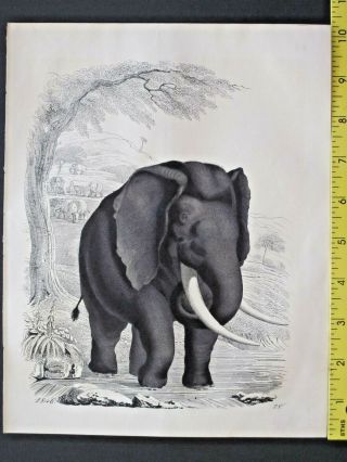 Elephant,  Elephas Africanus,  Book Of The World,  Handcol.  Litho.  1846