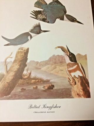 Belted Kingfisher Print By John James Audubon