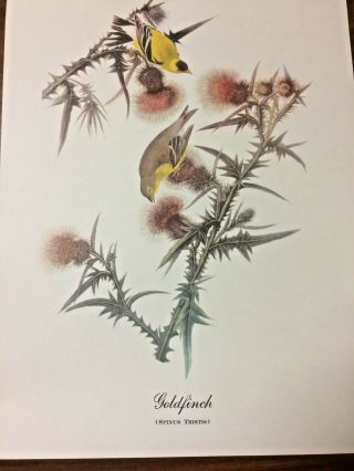 Goldfinch Print By John James Audubon