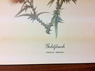 Goldfinch print by John James Audubon 2