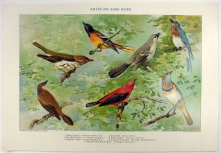 American Song Birds - 1902 Dated Stone Chromo - Lithograph