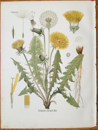 Koehler: Large Chromo Medicinal Plants Dandelion 1887