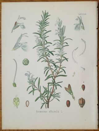 Koehler: Large Chromo Medicinal Plants Rosemary Rosmarinus Officinalis 1887