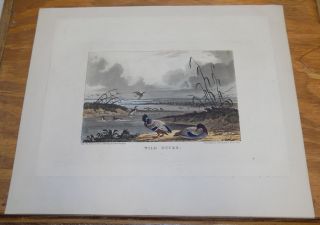 1825 Antique Animal Color Print///wild Ducks