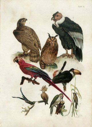 1891 Macaw Parrot Toucan Owl Hummingbird Woodpecker Eagle Condor Birds Print