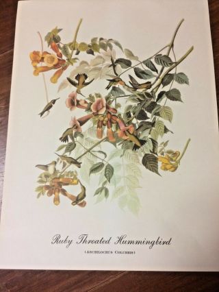 Ruby Throated Hummingbird Print By John James Audubon