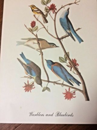 Warblers And Bluebirds Print By John James Audubon