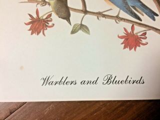 Warblers and Bluebirds print by John James Audubon 2