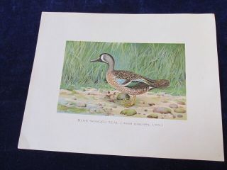 1899 Blue - Winged Teal Duck Chromo Lithograph Print By J L Ridgway 12x9 Vtg R555