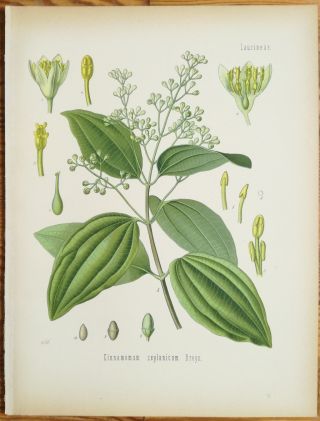 Koehler: Large Print Medicinal Plants Cinnamon Cinnamomum Zeylanicum 1887