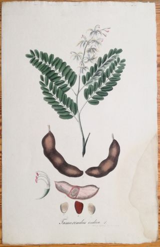 Mann Foreign Medicinal Plants Colored Folio Tamarind 1830