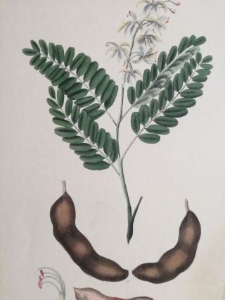 Mann Foreign Medicinal Plants Colored Folio Tamarind 1830 2