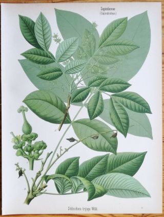 Koehler: Large Chromo Medicinal Plants Ceylon Oak Schleichera Trijuga 1887