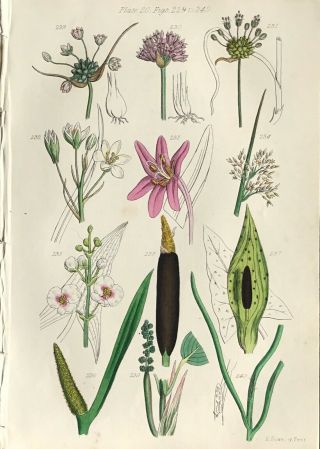 Botanical Print Antique,  Useful Plants Of Gb,  1862,  Sowerby,  Wild Marsh Flowers