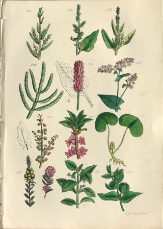 Botanical Print Antique,  Useful Plants Of Gb,  1862,  J Sowerby,  Wild Flowers
