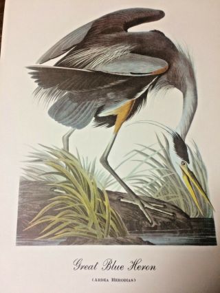 Great Blue Heron Print By John James Audubon